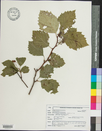 Crataegus spathulata image