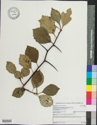 Crataegus succulenta image