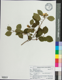 Crataegus triflora image