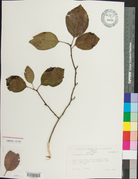 Crataegus triflora image