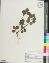 Crataegus uniflora image