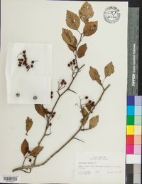 Crataegus viridis image