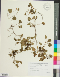 Dalibarda repens image