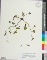 Potentilla indica image