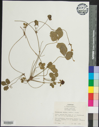 Potentilla indica image