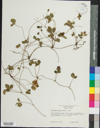 Potentilla indica image