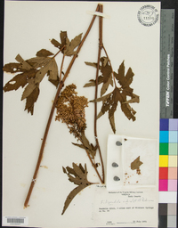 Filipendula rubra image