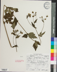 Geum geniculatum image