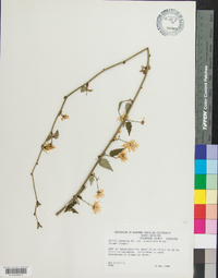 Kerria japonica image