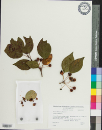 Malus halliana image