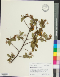 Malus angustifolia image