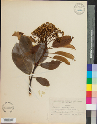 Photinia serrulata image