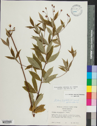 Gillenia trifoliata image