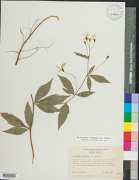 Gillenia trifoliata image