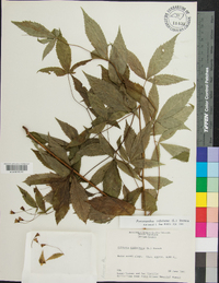 Gillenia trifoliata image