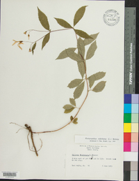 Gillenia trifoliata image