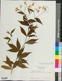 Gillenia trifoliata image