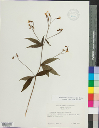 Gillenia trifoliata image