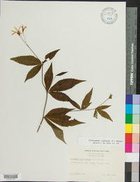 Gillenia trifoliata image