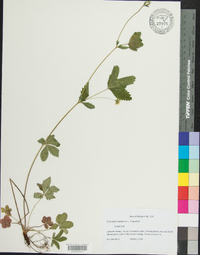 Potentilla canadensis image