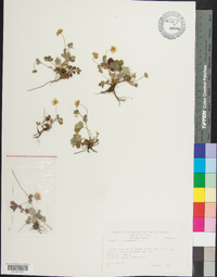 Potentilla canadensis image