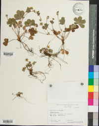 Potentilla canadensis image