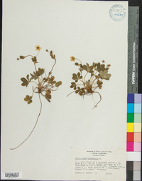 Potentilla canadensis image