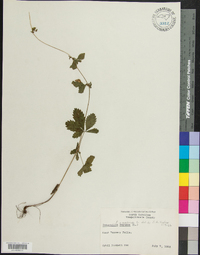 Potentilla canadensis image