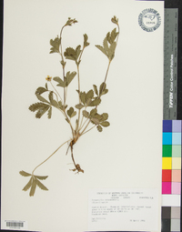 Potentilla canadensis image