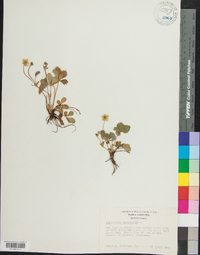 Potentilla canadensis image