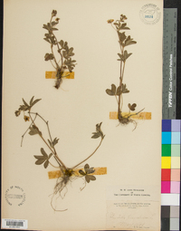 Potentilla canadensis image