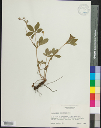 Potentilla canadensis image