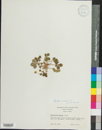 Potentilla canadensis image