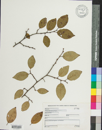 Prunus alleghaniensis image