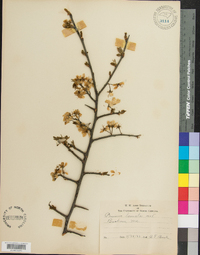 Prunus lanata image