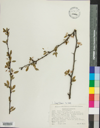 Prunus angustifolia image