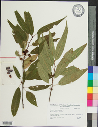 Prunus pensylvanica image