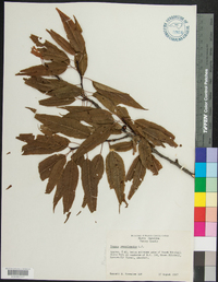 Prunus pensylvanica image