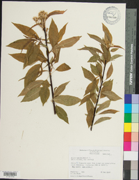 Prunus pensylvanica image