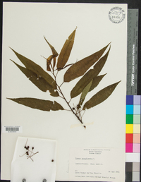 Prunus pensylvanica image