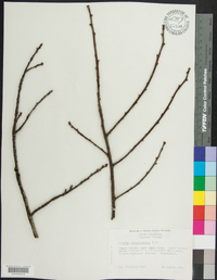 Prunus pensylvanica image