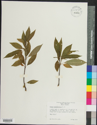 Prunus pensylvanica image