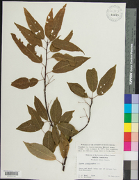 Prunus pensylvanica image