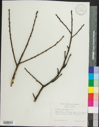 Prunus pensylvanica image