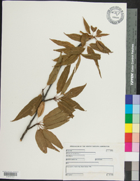 Prunus pensylvanica image