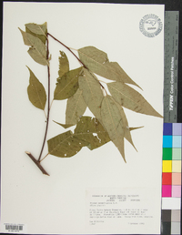 Prunus pensylvanica image