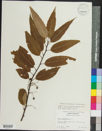 Prunus pensylvanica image