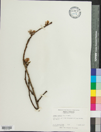 Prunus persica image