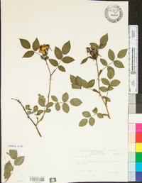 Rosa rubiginosa image