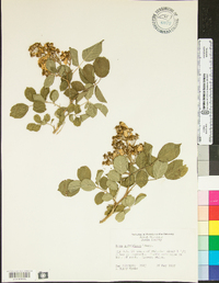 Rosa multiflora image